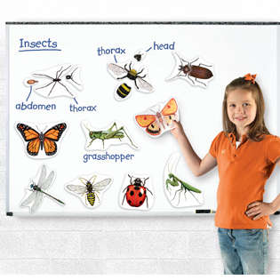 Learning Resources Insecte magnetice mari