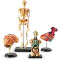 Learning Resources Set machete - Anatomie