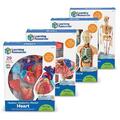 Learning Resources Set machete - Anatomie