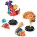 Learning Resources Set machete - Anatomie