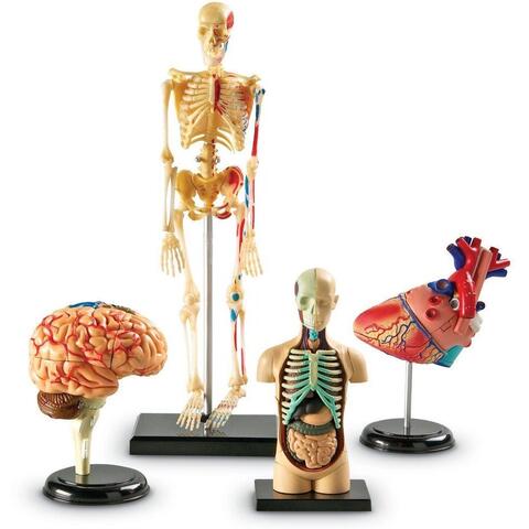 Learning Resources Set machete - Anatomie