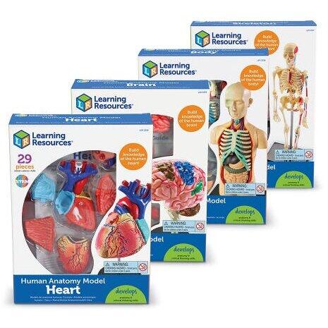 Learning Resources Set machete - Anatomie