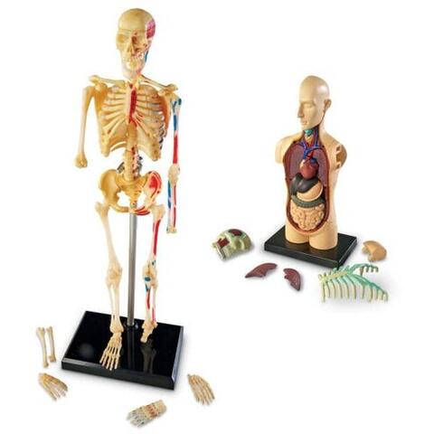 Learning Resources Set machete - Anatomie