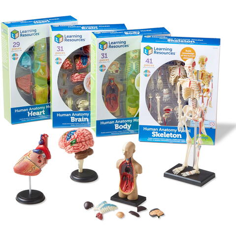 Learning Resources Set machete - Anatomie