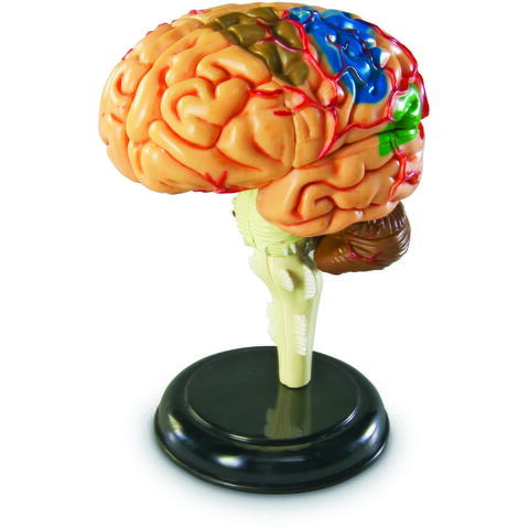 Learning Resources Macheta creierul uman - RESIGILAT