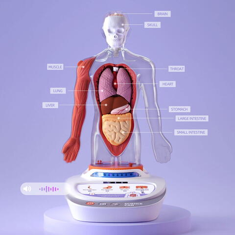 Science Can Descopera corpul uman - Enciclopedie Interactiva STEAM