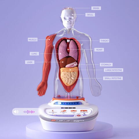 Science Can Descopera corpul uman - Enciclopedie Interactiva STEAM - RESIGILAT