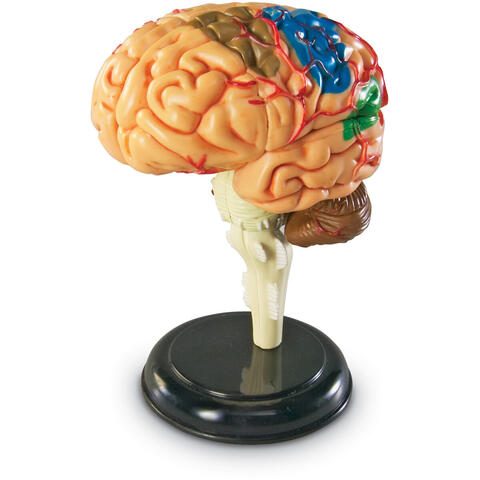 Learning Resources Macheta creierul uman